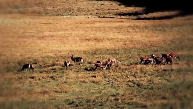 Red Stag Junin - Red Stag hunting in Junin de los Andes, Argentina смотреть онлайн