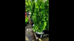 Какую тую смарагд лучше выбрать много ствольную или в один ствол.