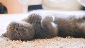 Наши милые котики, 7. Хорошо быть котиком!