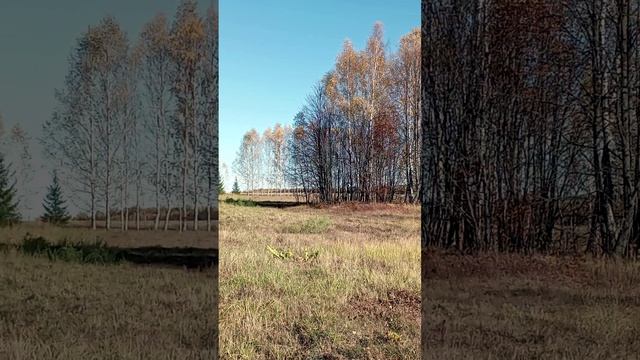 Золотая красота
