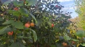 Фрукты на Сахалине. Собираем урожай.
