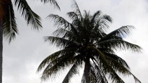 Вьетнам Нячанг погода 29 ноября 2023 года