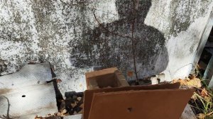 Аэрозольный пистолет Пионер против ДВП ( сигнальный патрон)