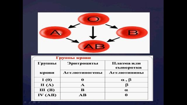 эритроциты