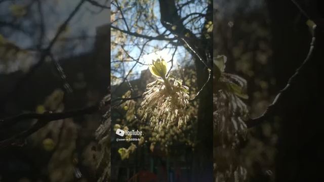 Бьётся сердце Весны! 💚