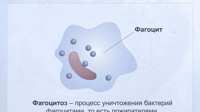Фагоцитоз. Анатомия человека