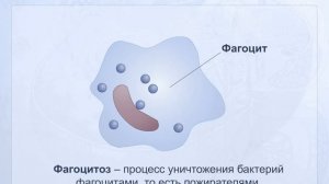 Фагоцитоз. Анатомия человека
