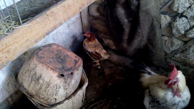 Куры страшные, потому что Линяют. смотреть онлайн