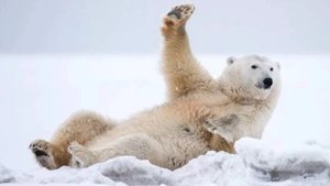 Евгений Батухтин - Заплутали мишки.mp4