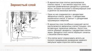 Мозжечок Гистология СЛОИ