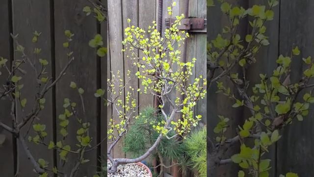 Береза карликовая Голден Треже в бонсай  #shorts #bonsai #plant #gardening @Studio.Bonsai