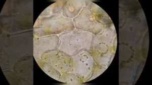 Движение органоидов внутри растительной клетки.( Циклоз.) Увеличение 1300x. Иммерсия.