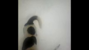 Бесплатная лыжня в лесу под Липецком