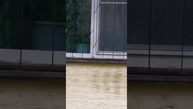 Милые кошечки