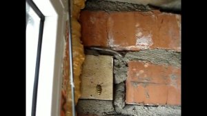 Полёт осы замедленная съемка / Flight of the wasp slow motion