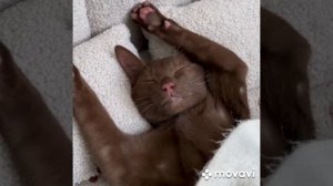 Лежанки для ваших любимых питомцев 👇
https://t.me/handmade_design_for_home