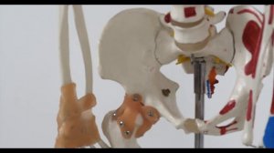 Тазовое дно - где же оно? Ищем мышцы тазового дна || Интересная анатомия