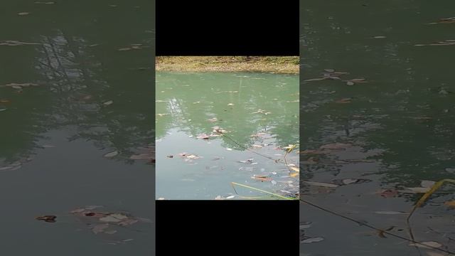 Озеро лесное. смотреть онлайн