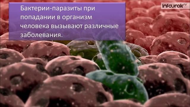 БАКТЕРИИ