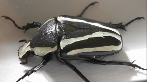 ИЗ МИРА: 74. Dicronorrhina derbyana