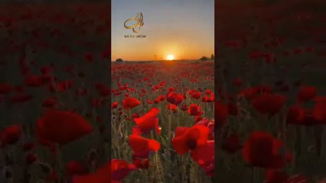 Шейх Мишари Рашид сура-37 Ас-Саффат (Стоящие в ряд) #kuran#zakirnaik #kuran#sunnah#коран