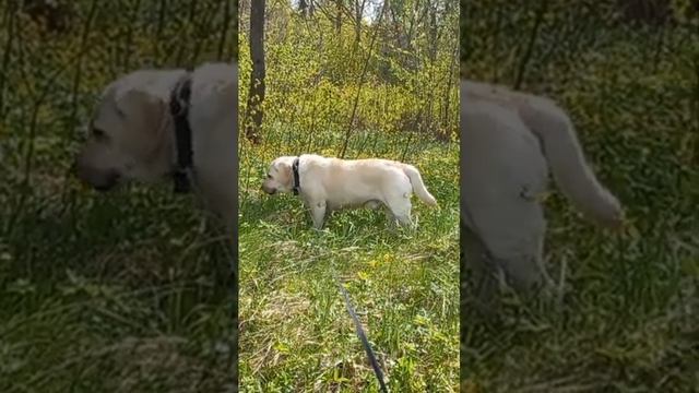 Мой белый Ангел всегда со мной , Спасибо Мой Ангел Хранитель .