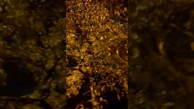 В это трудно поверить! А осень золотая! И это реальность! Без всяких редакций и фильтров. Как есть.