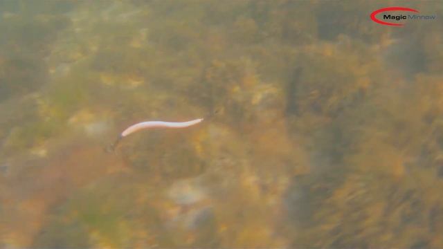 EL-GE Sportfiske - Magic Minnow Great Heron смотреть онлайн