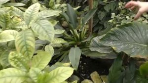 Прогулка по теплице с филодендронами.