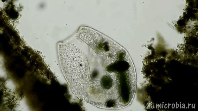 Voracious Cell (Bursaria)/ Прожорливая Бурсария