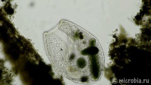 Voracious cell (Bursaria)/ Прожорливая Бурсария