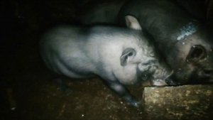 ВЕЧЕРНИЕ КОРМЛЕНИЯ ВЬЕТНАМСКИХ СВИНЕЙ И НЕ ТОЛЬКО