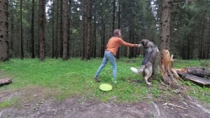 Обучение трюкам. Щенок хаски Хиппи, 10 месяцев - Training tricks of a husky puppy