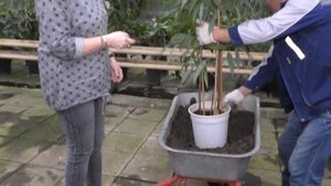 Пересадка фикуса.