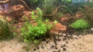 Сине зеленые водоросли,средство которое помогло