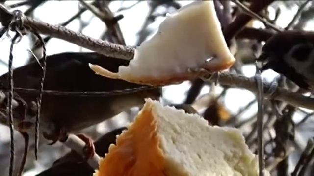 Простая  зимняя подкормка птиц