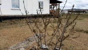Делаем штакетник своими руками, строим мини палисадник, закрываем теплицу из горбыля пленкой