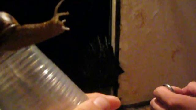 УЛИТКА КОЛБАСЕР смотреть онлайн