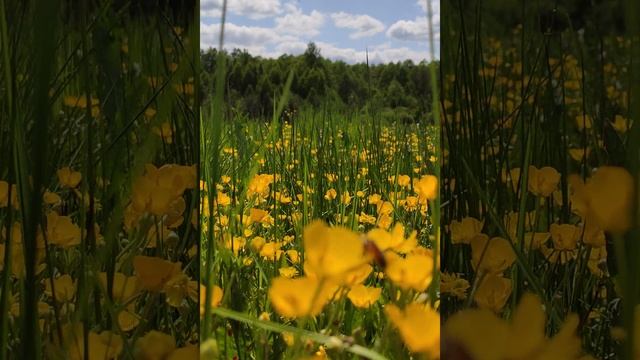 Иногда хочется пройтись среди весенних трав, среди красивых весенних цветов, дышать свежим воздухом