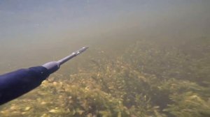 Линь на подводной охоте в Астраханской области на раскатах Волги