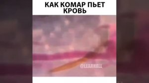 Как камар пьет кровь