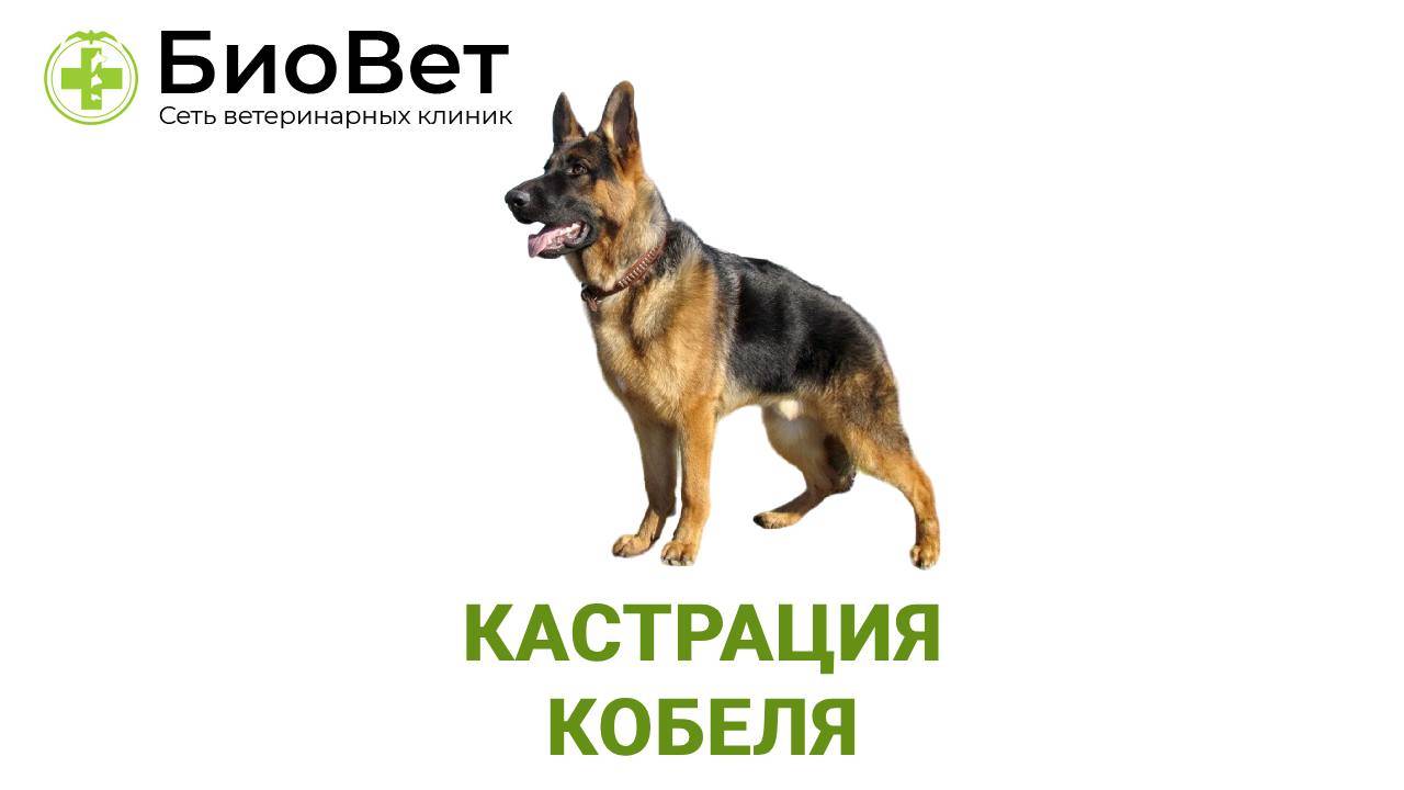 Кастрация кобеля