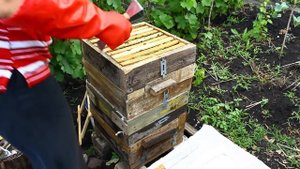 Улей Варрэ, пчелы готовятся к роению или это тихая смена матки?