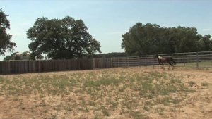 Ascot - Friesian crossbred - for sale- North Texas Friesians