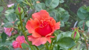 Июнь в Саду 19 июня 2024 часть 2