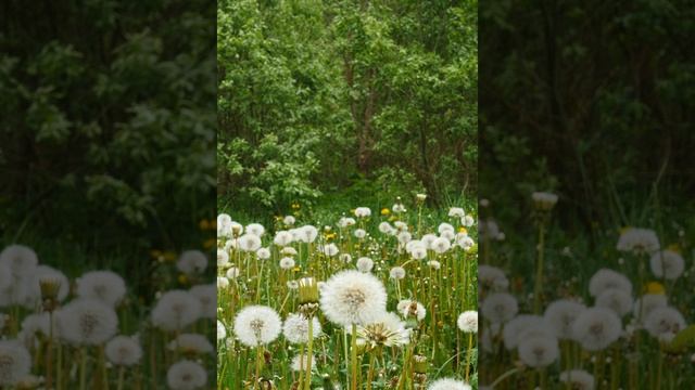 Расслабляющая медитация на природе. Природа весной. Цветочный луг. Фоновые звуки.