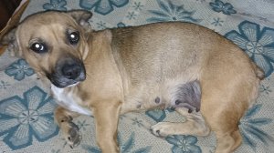 Напугала меня Зайка// Прибираюсь в полисаднике.