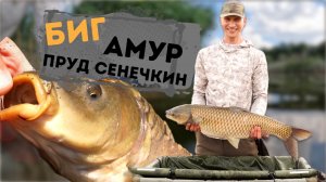 Биг амур. Рыбалка с друзьями. Пруд Сенечкин. Карпфишинг.