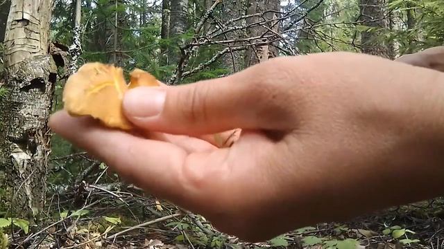 НА ТИХУЮ ОХОТУ смотреть онлайн