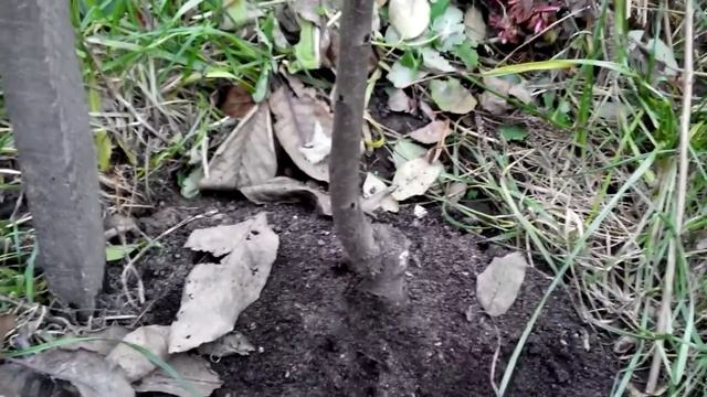 Осенние работы в саду. Дополнительная защита южных растений. смотреть онлайн